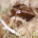 Allium parciflorum फूल