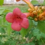 Campsis radicansBlüte