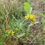 Lotus pedunculatusFlower