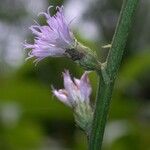 Eirmocephala brachiata Flower