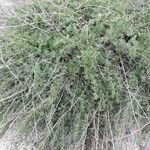 Artemisia campestris Plante entière