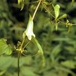 Dioscorea oppositifolia Floare