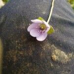 Anemone hepaticaFlower