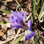 Iris unguicularis Květ