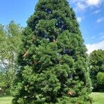 Sequoiadendron giganteum অভ্যাস