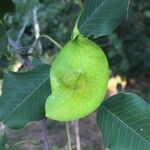Pterocarpus rotundifolius Fruit