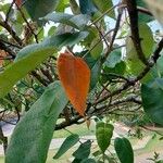 Croton urucurana Leaf