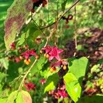 Euonymus oxyphyllus Plod