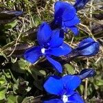 Gentiana brachyphylla Blomst