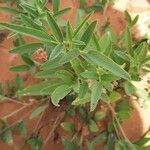 Indigofera senegalensis Leaf