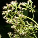 Ortizacalia austin-smithii Květ
