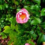 Camellia sasanqua Hostoa