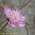 Lomelosia pulsatilloides Blomst