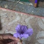 Ruellia ciliatiflora Blomma