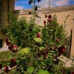 Alcea roseaعادت داشتن