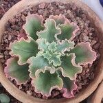 Echeveria shaviana برگ