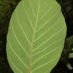 Litsea monopetala Leaf
