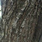 Albizia brevifolia خشب