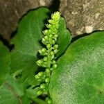 Umbilicus rupestris Květ