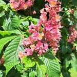 Aesculus × carneaBlüte