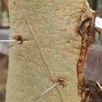 Vachellia xanthophloea Bark