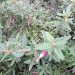 Correa glabra Hoja