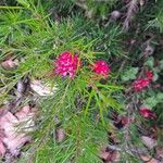 Grevillea rosmarinifoliaLeht