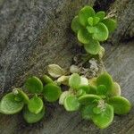 Polycarpon polycarpoides Libunga