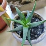 Haworthia attenuata Leaf