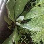 Verbascum phlomoides Foglia
