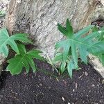 Philodendron glanduliferum