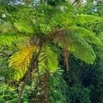 Cyathea arborea Hoja