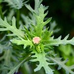 Glebionis segetum Hoja