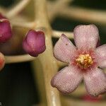 Tapeinosperma pancheri Blüte
