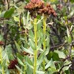 Rhodiola integrifolia Habit