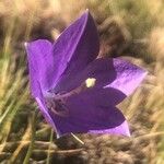Campanula herminii Flor