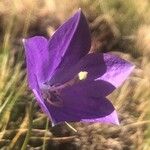 Campanula herminii Цвят