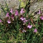 Pedicularis sylvatica Habit