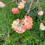 Buddleja x weyeriana Flower