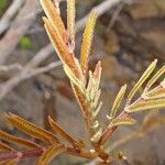 Archidendropsis macradenia Habit