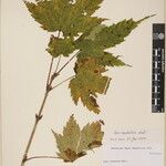 Acer caudatum Ostatní