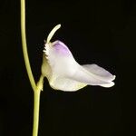 Utricularia pubescens Blomma