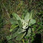 Verbascum thapsus 葉
