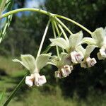 Gomphocarpus physocarpus