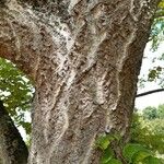 Phellodendron amurense Bark