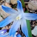 Scilla luciliaeFlower