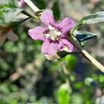 Lycium chinense Flower