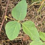 Rhynchosia sublobata Leaf