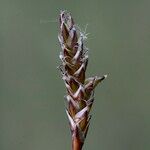 Carex dioica ഫലം