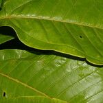 Miconia trinervia Leaf